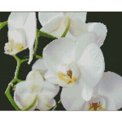 Набор для творчества алмазная картина Белые орхидеи Strateg размером 30х40 см (KB011)
