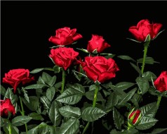 Набор для росписи по номерам Красные розы Strateg на черном фоне размером 40х50 см (AH1051)