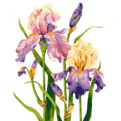 Картины по номерам, 40*50 см