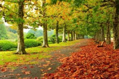 Алмазна мозаїка за номерами 40*50 