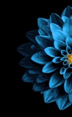 Набір для розпису по номерах Голуба квітка Strateg розміром 50х25 см (WW010)