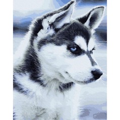 Премиум картина по номерам: Щенок Хаски