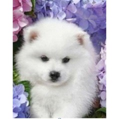 Алмазная мозаика по номерам 30*40 