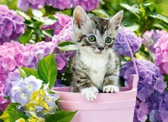 Кастор пазли 200 