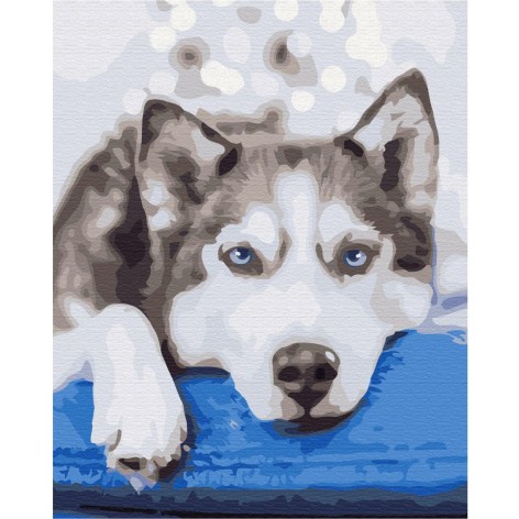 Картина за номерами: Хаскі в очікувані