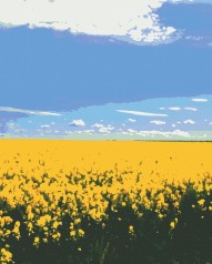 Картина по номерам Сине-желтое поле (40x50) (RB-0462)