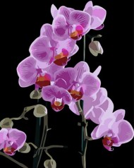 Набір для розпису по номерах Вишукана орхідея Strateg на чорному фоні розміром 40х50 см (AH1044)