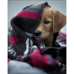 Набор для творчества алмазная картина Песик под одеялом Strateg размером 30х40 см кв (HEG86037)