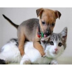 Алмазна мозаїка за номерами 30*40 "Домашні улюбленці" 60958_BGLD