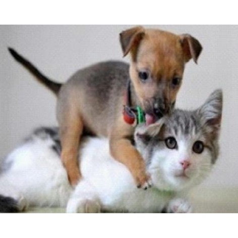 Алмазна мозаїка за номерами 30*40 