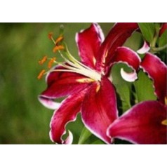 Алмазная мозаика по номерам 30*40 