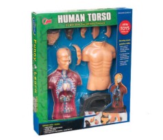 Игровой набор с человеческим телом в разрезе в коробке