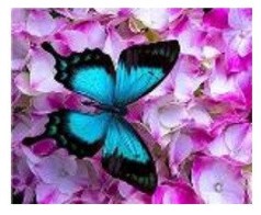 Картина по номерам "Бабочка в цветах" 40*50см, краски акрилловые, кисть-3шт.(1*30)