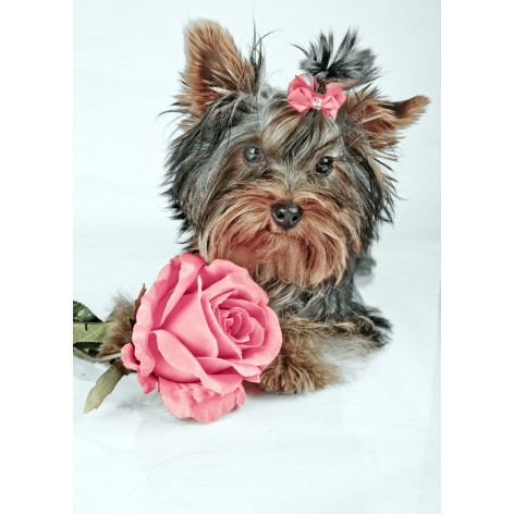 Набір для творчості алмазна картина Ніжний друг Strateg розміром 30х40 см (HEG87044)