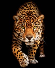 Набір для творчості алмазна картина Зустріч з леопардом Strateg розміром 40х50 см  (SK79464)