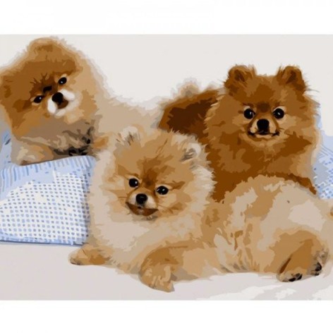 Набор для росписи по номерам Три шпица Strateg размером 40х50 см (GS1131)