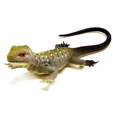 Ящірка-пищалка (коорічна)