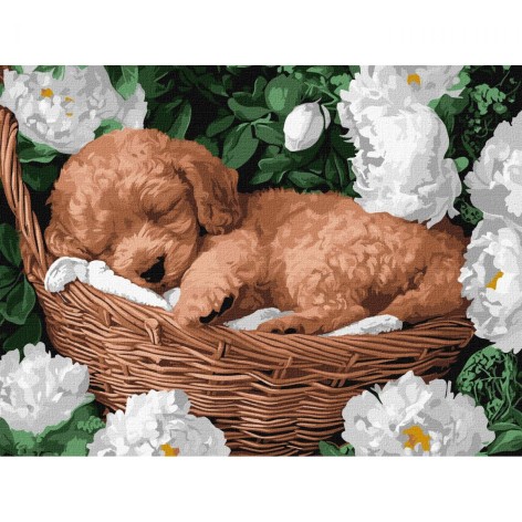 Картина за номерами "Сплячий пудель" 30х40 см