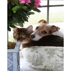 Алмазная мозаика 