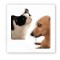 3D стикер "Мем: Пес и кот" (цена за 1 шт)