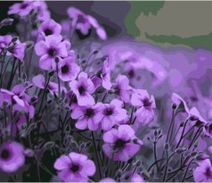 Набір для розпису по номерах Фіолетові квіти Strateg розміром 40х50 см (GS044)