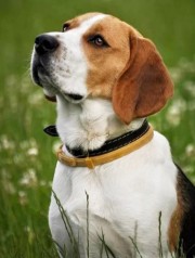 Набір для творчості алмазна картина Бігль у траві Strateg розміром 30х40 см (HEG87072)