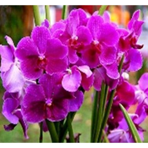 Алмазна мозаїка за номерами 40*50 