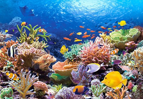 Пазли Castorland Кораловий риф, 68 x 47 см 1000 елементів