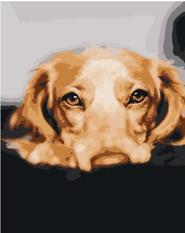 Набор для росписи по номерам Золотой лабрадор Strateg размером 40х50 см (DY068)