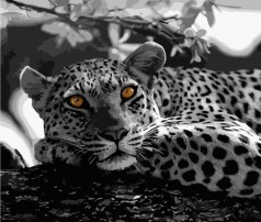 Набір для розпису по номерах Чорно-білий леопард Strateg розміром 40х50 см (GS051)
