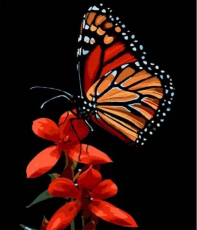 Набор для раскраски по номерам Красота бабочки на красном цветке Strateg на черном фоне размером 30х40 см (FH-13)