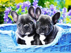 Набір для творчості алмазна картина Двоє малят Strateg розміром 30х40 см (HEG88148)