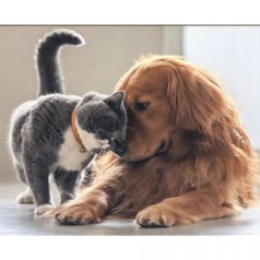 Набор для творчества алмазная картина Ретривер с котенком Strateg размером 30х40 см (HEG85968)