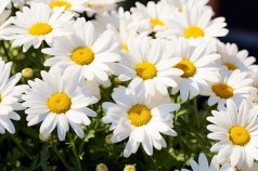 Набір для творчості алмазна картина Дивовижне сяйво ромашок Strateg розміром 30х40 см (HEG88132)