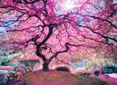 Пазли Anatolian Рожеве дерево, 66 х 48 см 1000 елементів