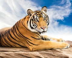 Набор для творчества алмазная картина Сибирский тигр Strateg размером 40х50 см (SK86007)