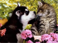 Алмазна мозаїка за номерами 40*50 