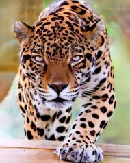 Набор для творчества алмазная картина Строгий леопард Strateg размером 40х50 см (SK85988)
