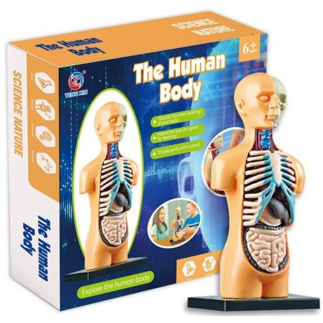 Ігровий набір "Анатомія людини" 10 муляжів внутрішніх органів, посібник з назвами та функціями, підставка