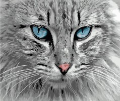 Набір для розпису по номерах Погляд котика Strateg розміром 40х50 см (DY082)