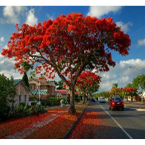 Алмазна мозаїка за номерами 40*50 