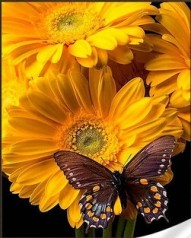 Набір для творчості алмазна картина Метелик на соняшнику Strateg розміром 30х40 см кв (HEG86117)