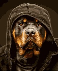 Набір для розпису по номерах Ротвелер у капюшоні Strateg розміром 40х50 см (HH038)