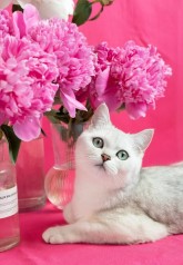 Набір для творчості алмазна картина Ніжність у рожевому Strateg розміром 40х50 см (SK88274)