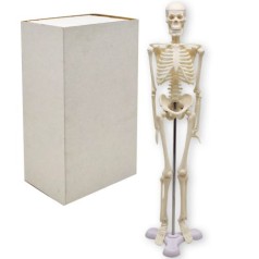 Модель скелета человека, 45 см