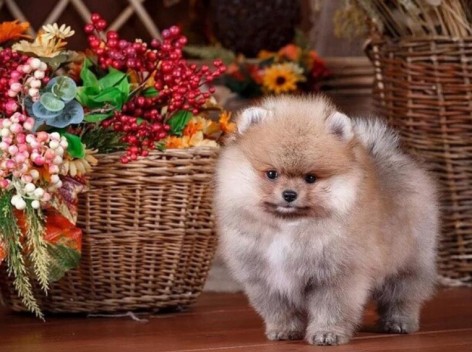 Набор для творчества алмазная картина Песик возле корзины Strateg размером 30х40 см (HEG87073)