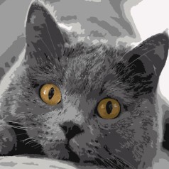 Набір для розпису по номерах Сірий котик Strateg розміром 40х40 см (SK016)