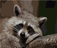 Набор для росписи по номерам Печальный енотик Strateg размером 40х50 см (DY087)