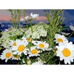 Розпис за номерами Ромашки