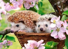 Пазли Castorland 